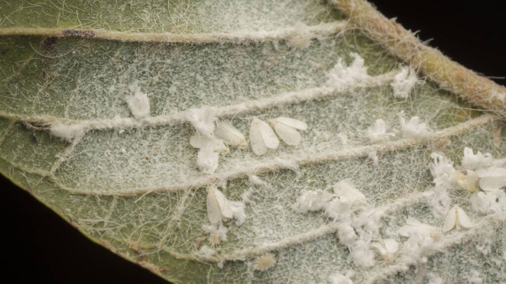 O segredo para acabar com cochonilhas pode estar na sua cozinha