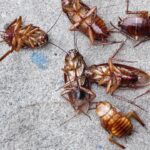 Veja onde eu achei ninhos de barata em casa e como acabei com eles sem gastar nada