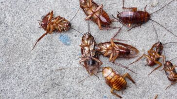 Veja onde eu achei ninhos de barata em casa e como acabei com eles sem gastar nada
