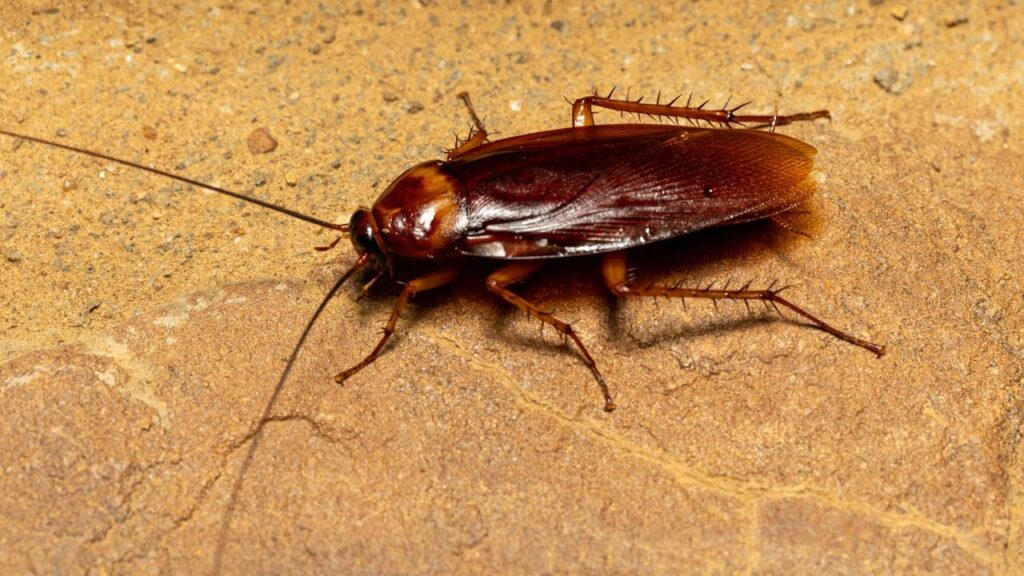 Veja onde eu achei ninhos de barata em casa e como acabei com eles sem gastar nada