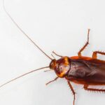 O repelente natural mais barato que funciona contra baratas rapidamente