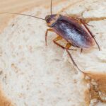 O repelente natural mais barato que funciona contra baratas rapidamente