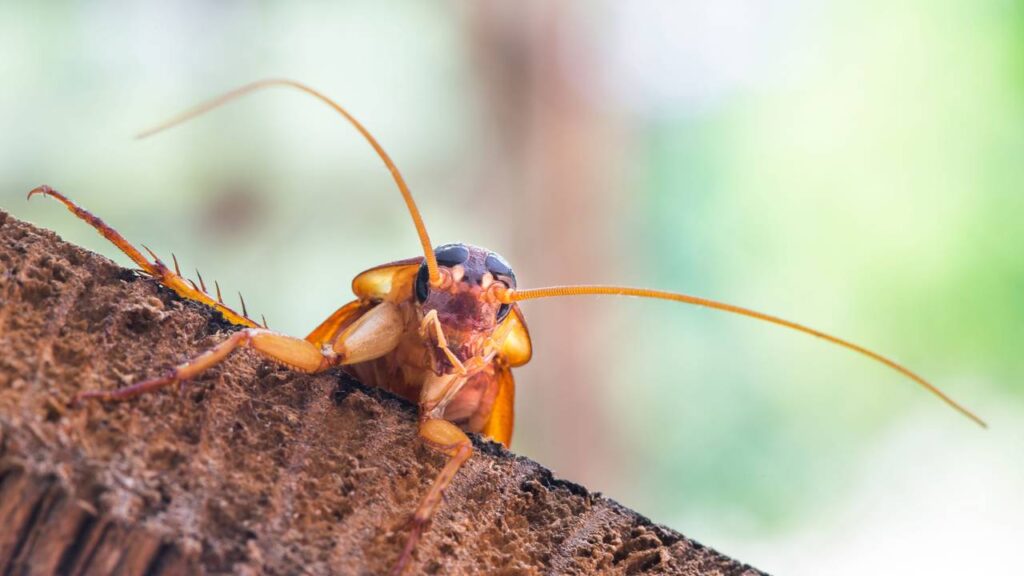 O truque com cebola que está livrando casas inteiras das baratas