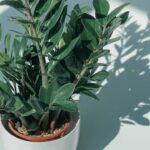 Café nas plantas, o truque simples que transforma seu cultivo em casa