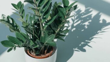 Café nas plantas, o truque simples que transforma seu cultivo em casa