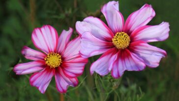 A flor mais fácil de cuidar que transforma qualquer espaço externo