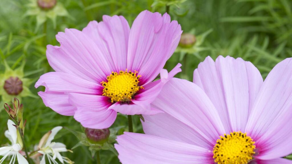 A flor mais fácil de cuidar que transforma qualquer espaço externo