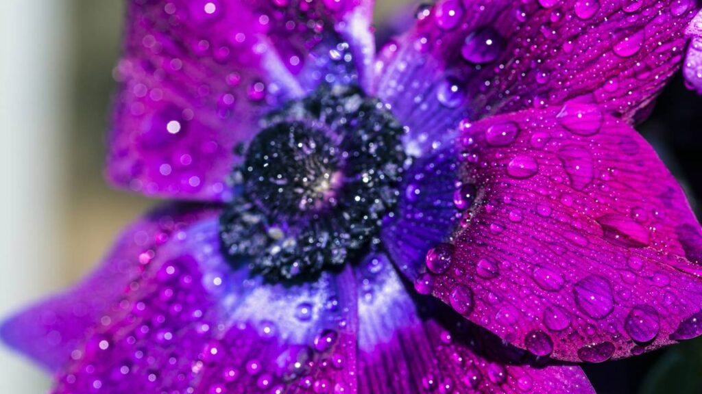 A flor mais fácil de cuidar que transforma qualquer espaço externo