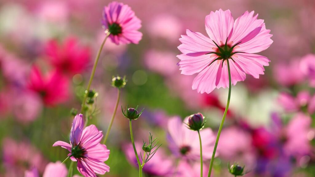 O trio de flores para plantar agora que transformam qualquer espaço em um jardim vibrante