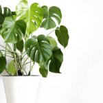 Minha costela-de-adão começou a murchar e me fez enxergar algo muito maior - Créditos: depositphotos.com / kseniasol