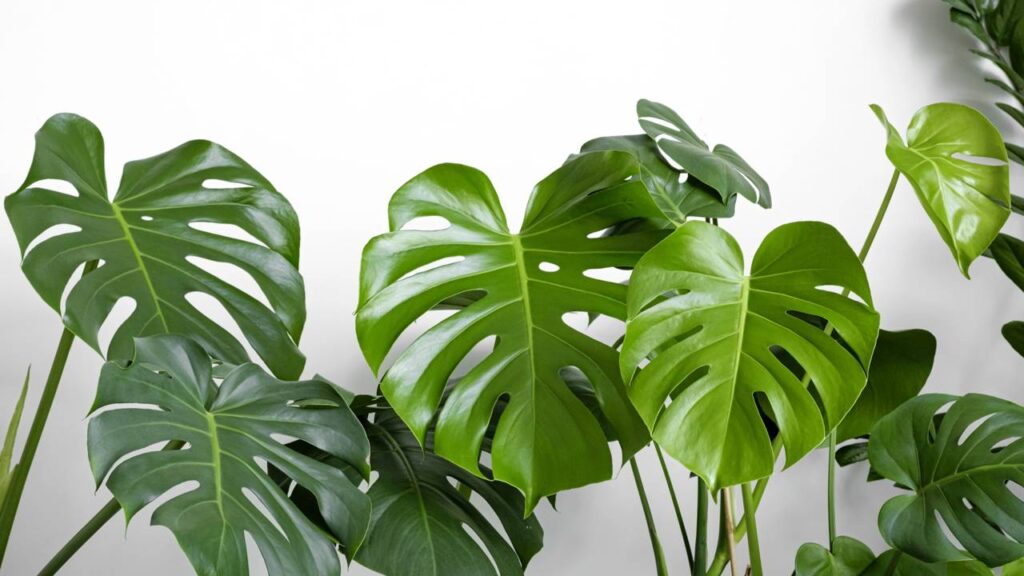 Achei que era falta de água, mas minha planta estava me avisando de outra coisa - Créditos: depositphotos.com / kseniasol