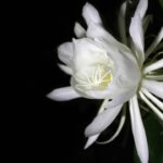 Essa planta solta um perfume intenso à noite e quase ninguém conhece