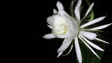 Essa planta solta um perfume intenso à noite e quase ninguém conhece