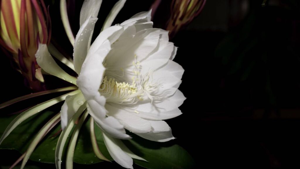 Essa planta solta um perfume intenso à noite e quase ninguém conhece