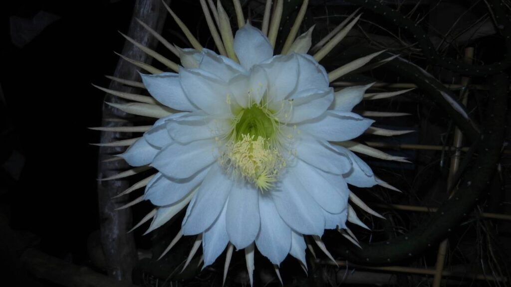 Essa planta solta um perfume intenso à noite e quase ninguém conhece