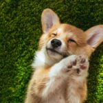 Os 7 passos para fazer uma bolsa de crochê segura e confortável para pets