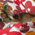 O que significa amarrar uma fita vermelha na cama do seu cachorro