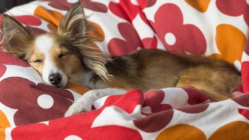 O que significa amarrar uma fita vermelha na cama do seu cachorro