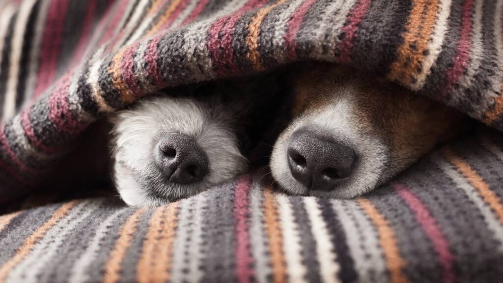 O que significa amarrar uma fita vermelha na cama do seu cachorro