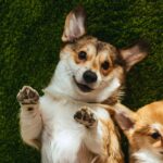 Esse truque simples está sumindo com o cheiro de cachorro das casas