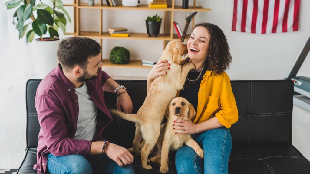 Esse truque simples está sumindo com o cheiro de cachorro das casas