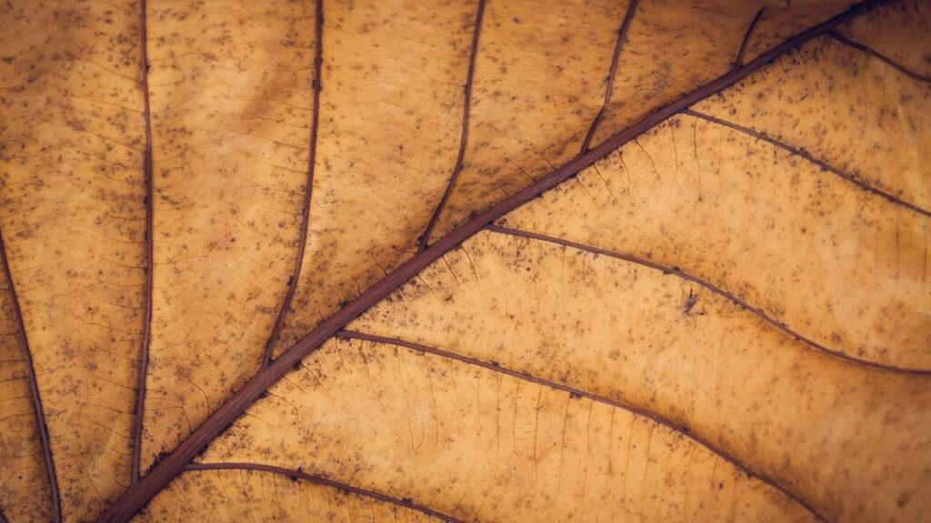 O segredo sustentável que virou tendência nos jardins urbanos