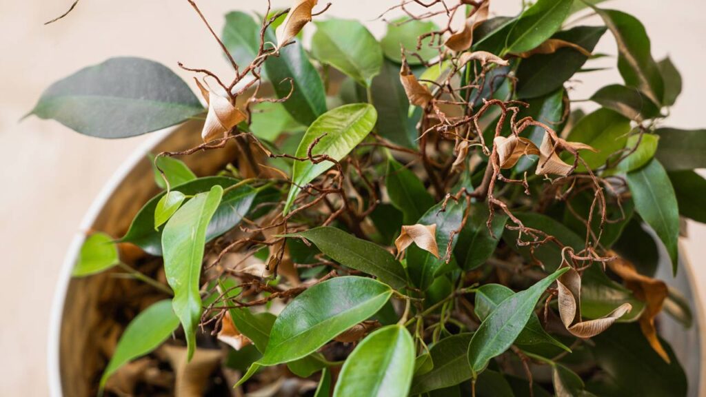 O erro que quase todo mundo comete com plantas dentro de casa