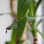 O erro que quase todo mundo comete com plantas dentro de casa