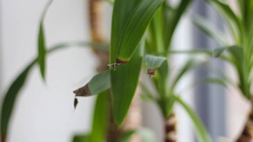 O erro que quase todo mundo comete com plantas dentro de casa