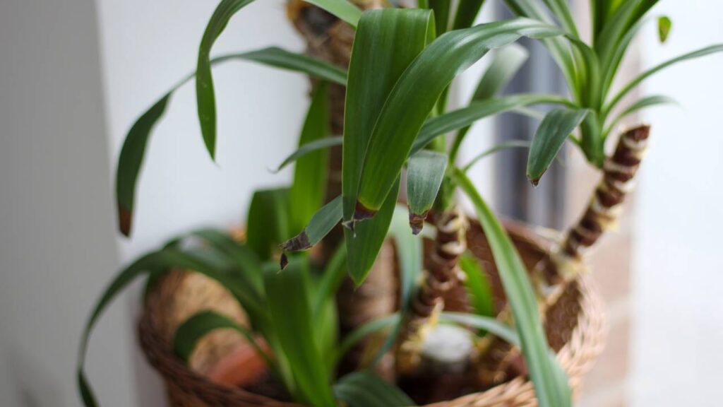 O erro que quase todo mundo comete com plantas dentro de casa