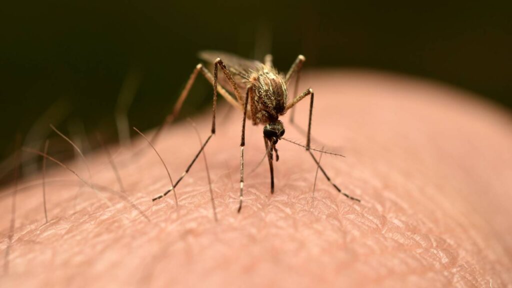 As 4 formas de usar casca e semente de limão para afastar mosquitos e economizar