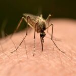 As 4 formas de usar casca e semente de limão para afastar mosquitos e economizar