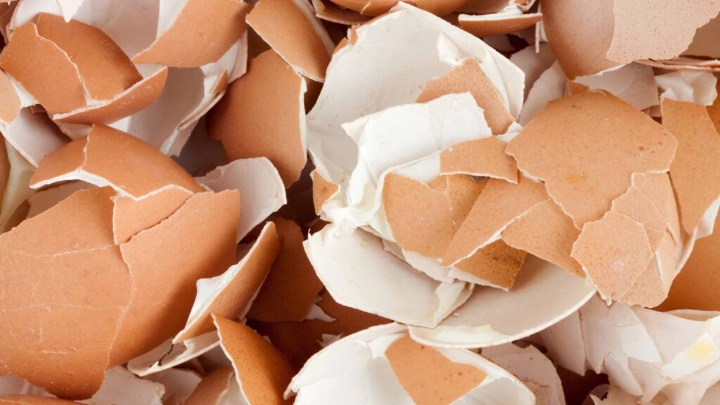 Essa água que você joga fora pode salvar suas plantas sem gastar nada