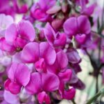 5 motivos para plantar ervilha-de-cheiro ainda nesta primavera