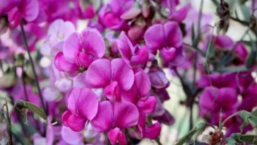 5 motivos para plantar ervilha-de-cheiro ainda nesta primavera