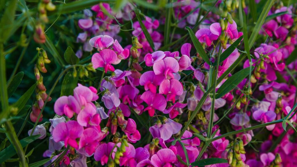 5 motivos para plantar ervilha-de-cheiro ainda nesta primavera