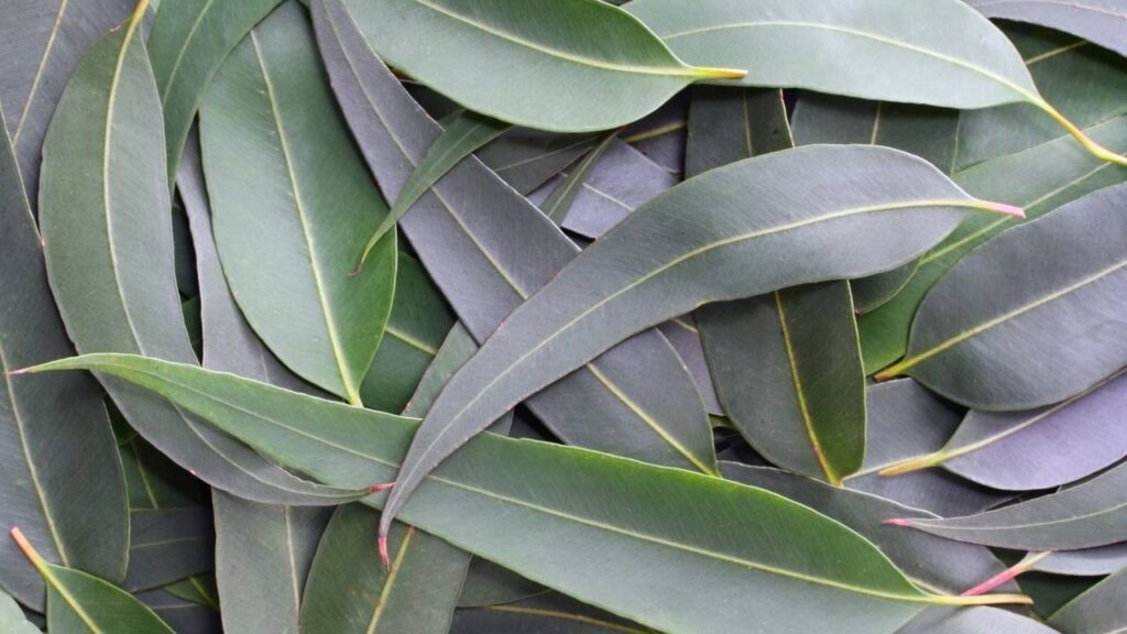 Ferver eucalipto com canela virou o novo truque das casas perfumadas