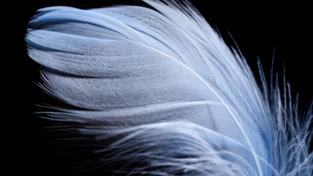 Coloquei uma pena embaixo do meu travesseiro e tive uma noite de sono reveladora