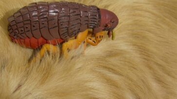 Adeus, pulgas! Conheça soluções naturais e eficazes para proteger seus animais