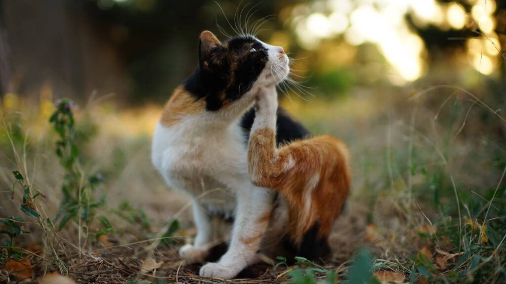 Adeus, pulgas! Conheça soluções naturais e eficazes para proteger seus animais