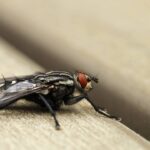 Adeus moscas! Esse truque simples tem livrado muitas casas desses insetos no calor