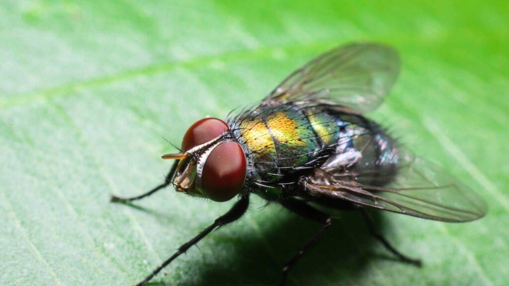 Adeus moscas! Esse truque simples tem livrado muitas casas desses insetos no calor