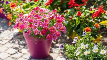 Flores - Créditos: depositphotos.com / brebca