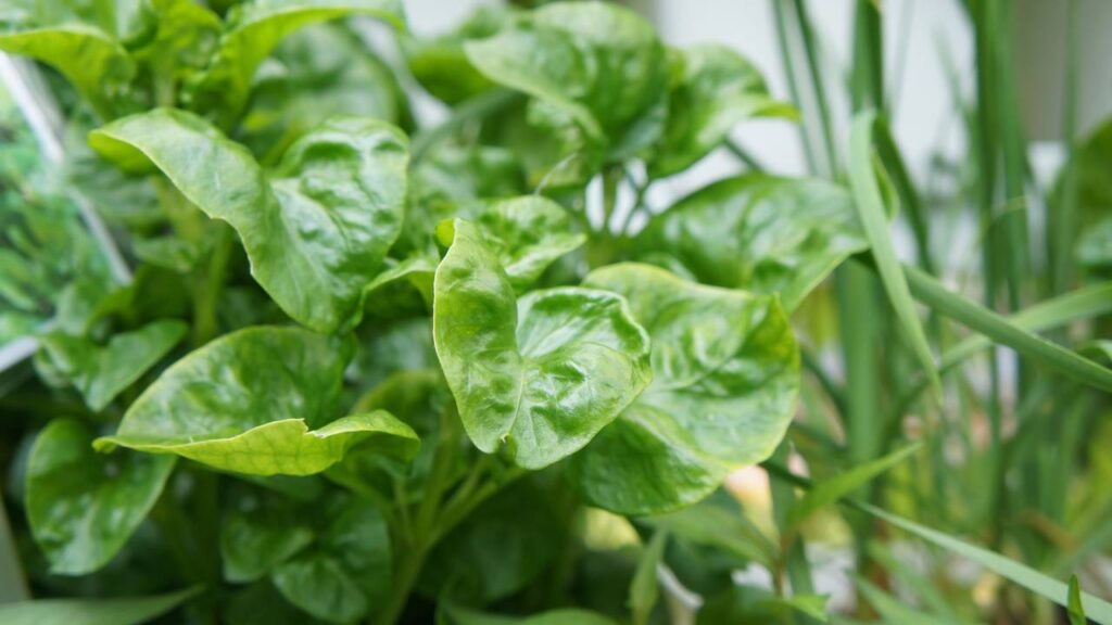 Folhas enrugadas podem indicar um problema mais sério, veja como agir