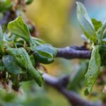 Folhas enrugadas podem indicar um problema mais sério, veja como agir