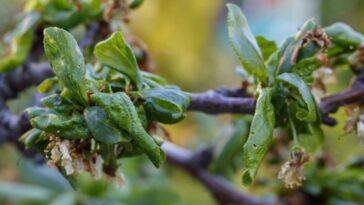 Folhas enrugadas podem indicar um problema mais sério, veja como agir