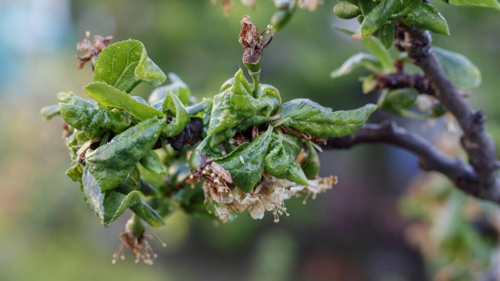 Folhas enrugadas podem indicar um problema mais sério, veja como agir