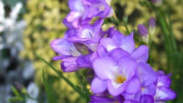 Transformei minha sacada com essas flores desconhecidas e o charme tomou conta