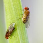 A melhor forma natural de acabar com mosquitinhos na cozinha em poucos dias
