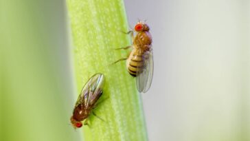 A melhor forma natural de acabar com mosquitinhos na cozinha em poucos dias